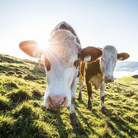 Terry Chalet Sankt Johann in Tirol